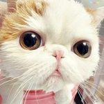 爱吃肉的猫的头像-侠隐阁源码